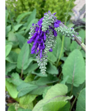 Salvia nutans