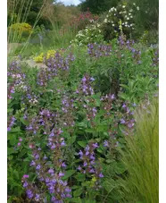 Salvia officinalis 'Berggarten'