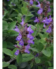 Salvia officinalis 'Berggarten'