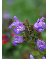 Salvia officinalis 'Berggarten'