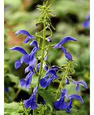 Salvia patens 'Blue Angel'