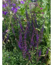 Salvia 'Skylark'