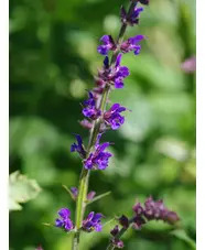 Salvia 'Skylark'