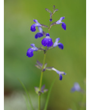 Salvia reptans