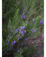 Salvia rosmarinus Chatto's Form