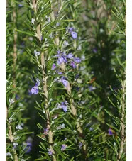 Salvia rosmarinus Chatto's Form