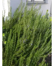 Salvia rosmarinus Chatto's Form