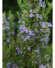 Salvia rosmarinus 'Green Ginger'