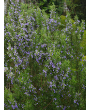 Salvia rosmarinus 'Green Ginger'