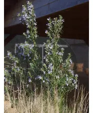 Salvia rosmarinus 'Miss Jessopp's Upright'
