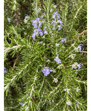 Salvia rosmarinus Prostrata Group