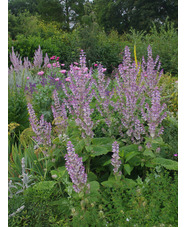 Salvia sclarea var. turkestanica