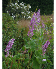 Salvia sclarea var. turkestanica