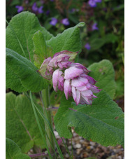 Salvia sclarea var. turkestanica