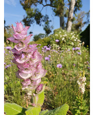 Salvia sclarea var. turkestanica