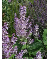 Salvia sclarea var. turkestanica