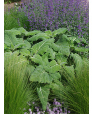 Salvia sclarea var. turkestanica 'Vatican White'