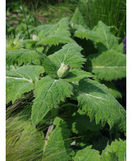 Salvia sclarea var. turkestanica 'Vatican White'