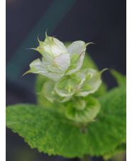 Salvia sclarea var. turkestanica 'Vatican White'