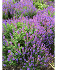 Salvia x sylvestris 'Blauhügel'