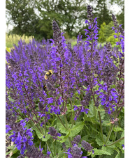 Salvia x sylvestris 'Viola Klose'