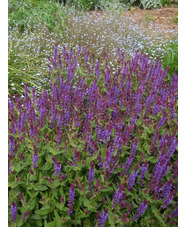 Salvia x sylvestris 'Viola Klose'
