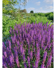 Salvia x sylvestris 'Viola Klose'