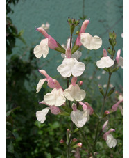 Salvia 'Trelissick'