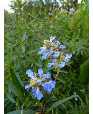 Salvia uliginosa 'Ballon Azul'