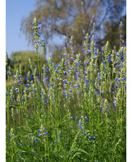 Salvia uliginosa