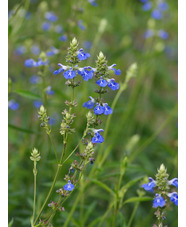 Salvia uliginosa