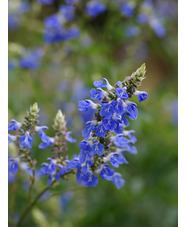 Salvia uliginosa