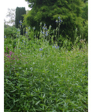 Salvia uliginosa