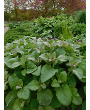 Salvia verticillata 'Hannay's Blue'