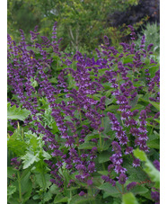 Salvia verticillata 'Hannay's Blue'