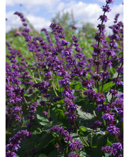 Salvia verticillata 'Hannay's Blue'