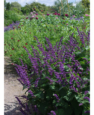 Salvia verticillata 'Hannay's Blue'