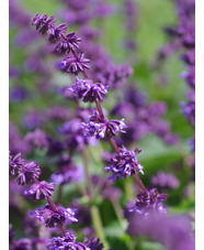 Salvia verticillata 'Hannay's Blue'