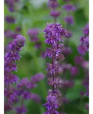 Salvia verticillata 'Purple Rain'