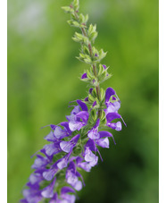 Salvia virgata