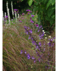 Salvia virgata