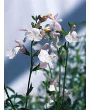 Salvia x jamensis 'Trebah'