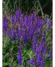 Salvia x superba 