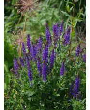 Salvia x superba 
