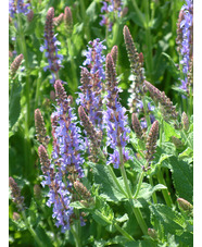 Salvia x sylvestris 'Blauhügel'