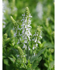 Salvia x sylvestris 'Schneehügel'