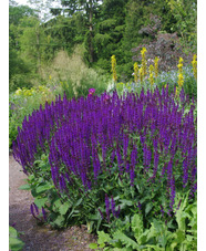 Salvia x sylvestris 'Viola Klose'