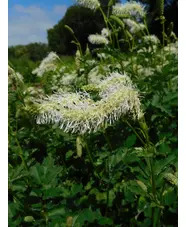 Sanguisorba albiflora