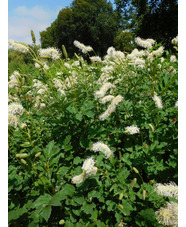 Sanguisorba albiflora