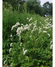 Sanguisorba albiflora